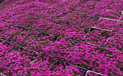 Delosperma Cooperi