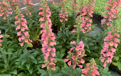 Digitalis