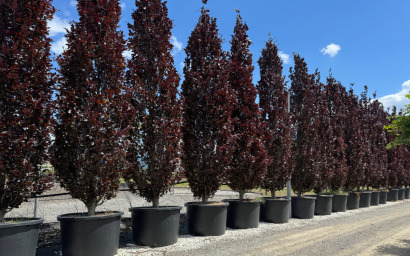 Fagus Sylvatica "Dawyck Purple"