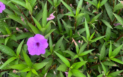 Ruellia