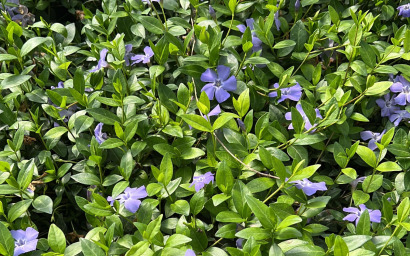 Vinca Minor