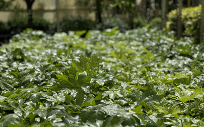 Aralia Sieboldii