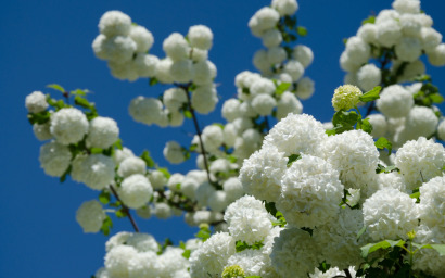 Viburnum opulus (Viburno palla di neve)