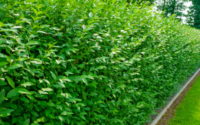 Ligustrum vulgaris (Ligustro)