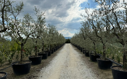 olea europaea leccino