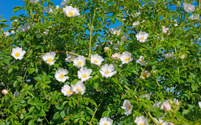 Rosa canina 