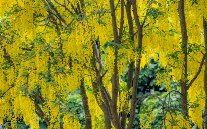 Laburnum anagyroides (maggio ciondolo)