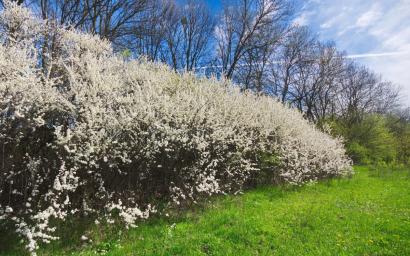 Prunus spinosa (prugnolo)