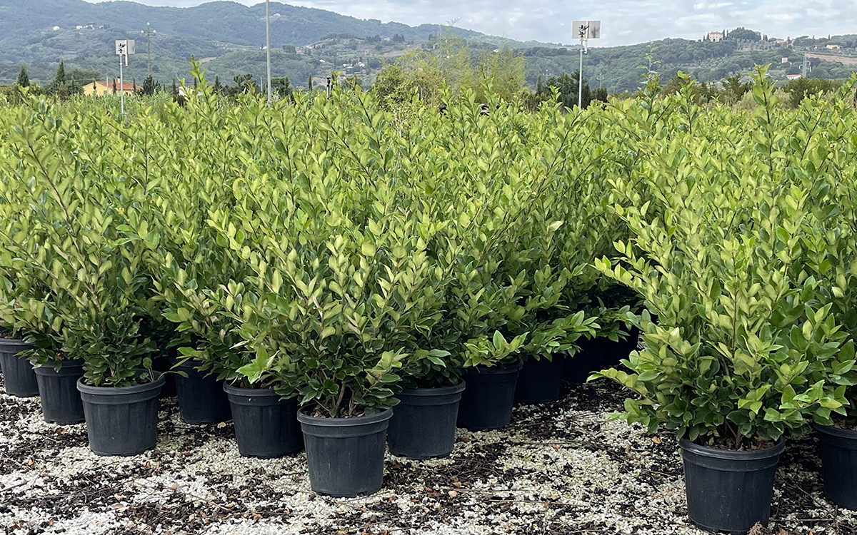 VERDEPIANO::plants::shrubs::Ligustrum texanum