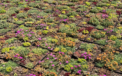 Sedum per tetti verdi estensivi 